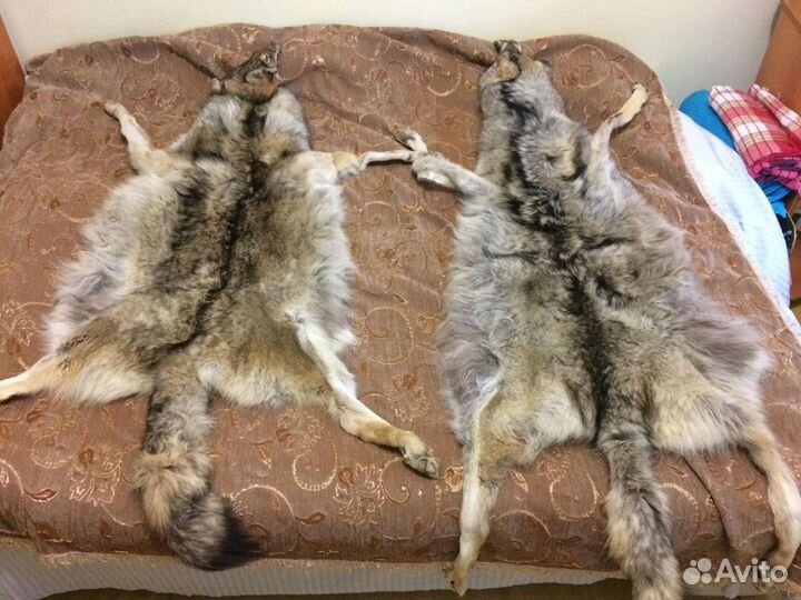 Шкура волка