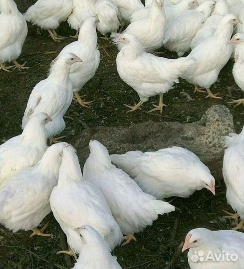 Куры-несушки