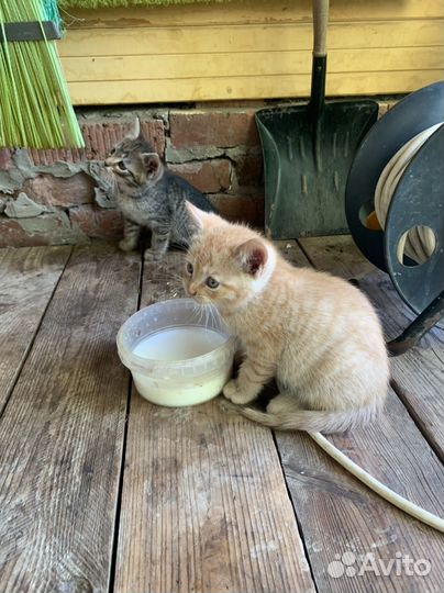 Котята в добрые руки мальчики