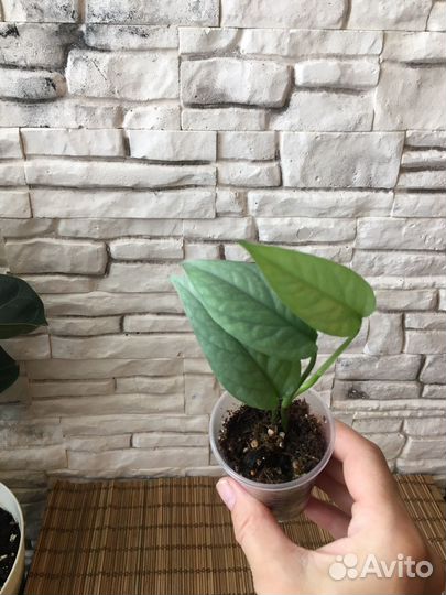 Сциндапсус,Эпипремнум