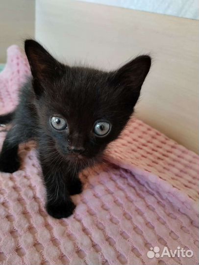 Черный котенок мальчик