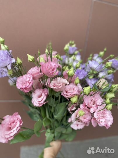 Шикарная эустоиа