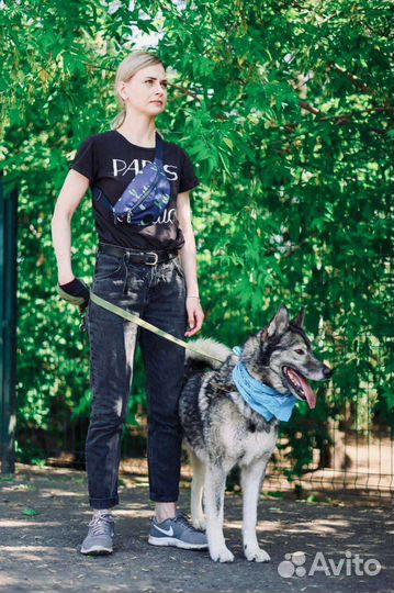 Собака Гром в добрые руки