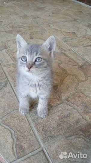 Кошечки в дар