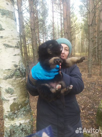 Отдам щенков в добрые руки бесплатно