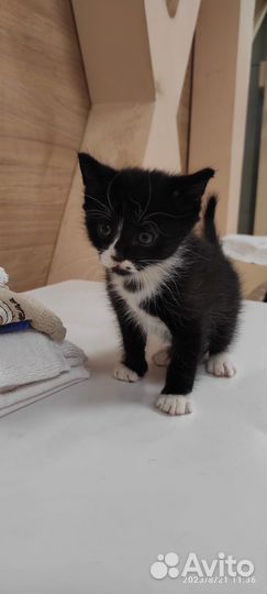 Котенок в добрые руки