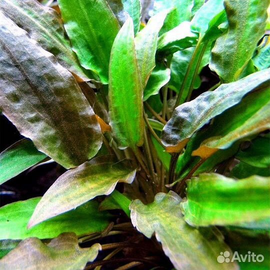 Аквариумные растения