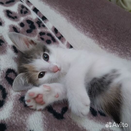 Котенок девочка