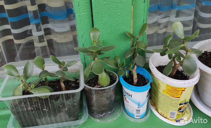 Денежное дерево толстянка крассула