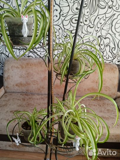 Хлорофитум кудрявый