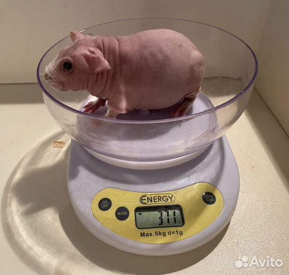 Морская свинка скинни малыш