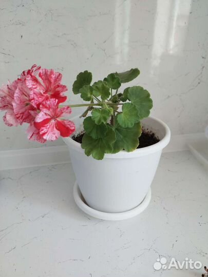 Пеларгония герань