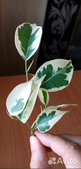 Фикус пестролистный