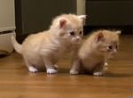 Котятки рыжие. Мальчик и молочная девочка