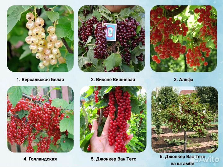 Саженцы Смородины, Смородина