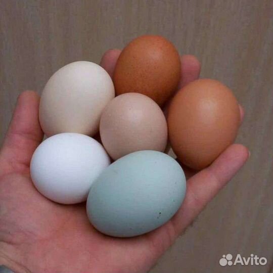 Яйцо домашней курицы