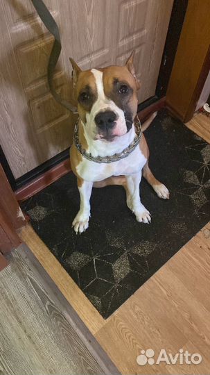 Питамстафф