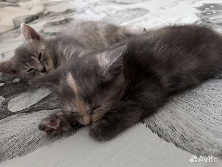 Кошечка 1,5 месяца бесплатно