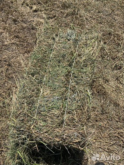 Сено люцерны в тюках