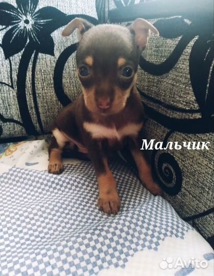 Той-терьер щенки