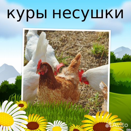 Куры несушки с доставкой