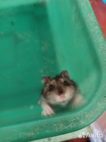 Джунгарский хомяк с клеткой