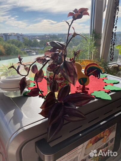 Очень красивая Традесканции три вида