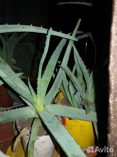 Алоэ лечебный для здоровья и красоты