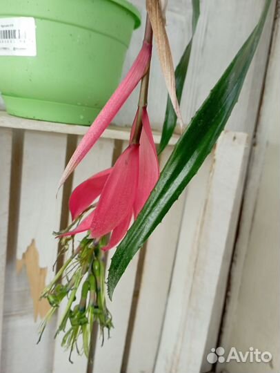 Комнатные цветы растение Бильбергия