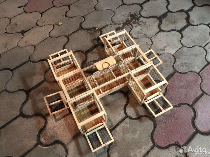 Западок ловушка