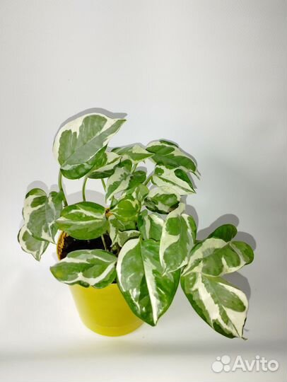 Фикус, эпипремнум, кодиеум