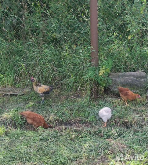 Петухи 4 месяца