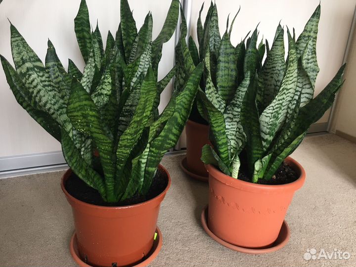 Сансивиерия(щучий хвост, тещин язык).Большие 120см