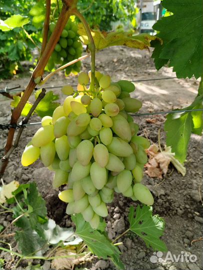 Черенки винограда