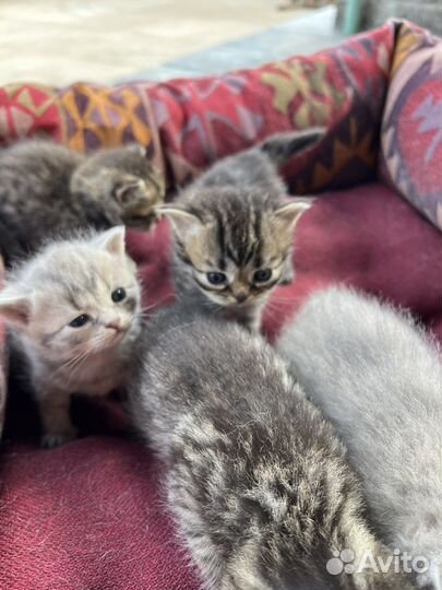 Британские котята