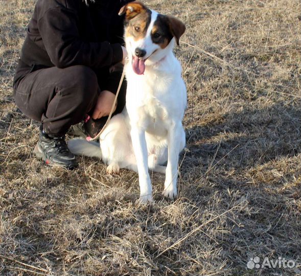Щенок подросток в добрые руки