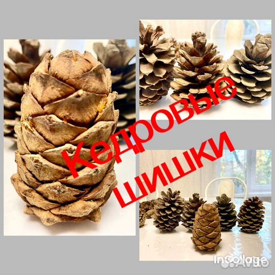 Шишки с природной харизмой