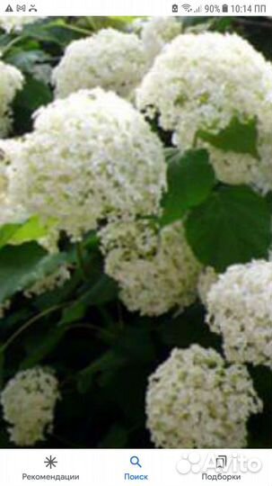 Гортензия анабель