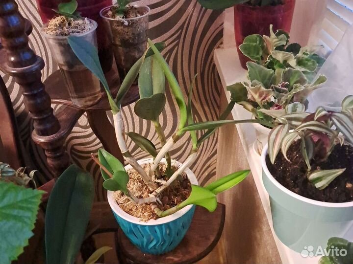 Орхидея каттлея С. Monte Elegante взрослая