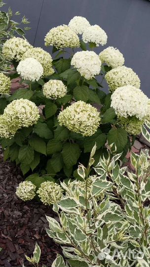 Гортензия Анабель, есть цветущие