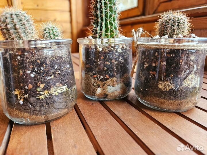 Кактусы цветущие в горшочке