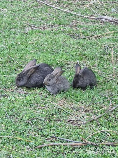 Кролики мясных пород
