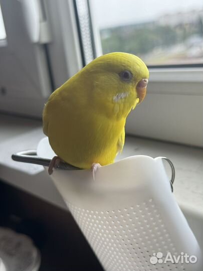 Попугай в добрые руки