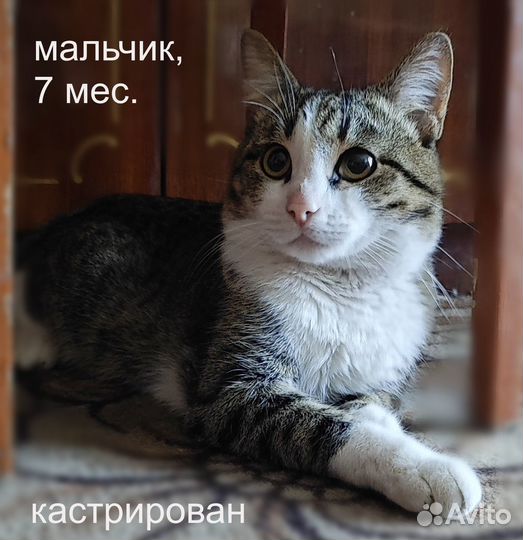 Черная. Красивая как с картинки. И др