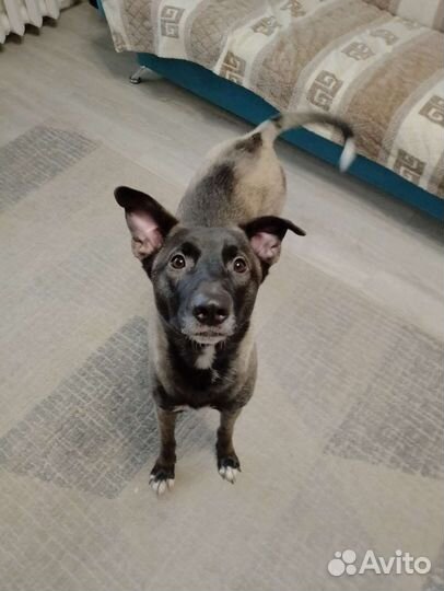 Собаки бесплатно в добрые руки