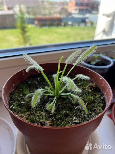 Хищное растение (Росянка)