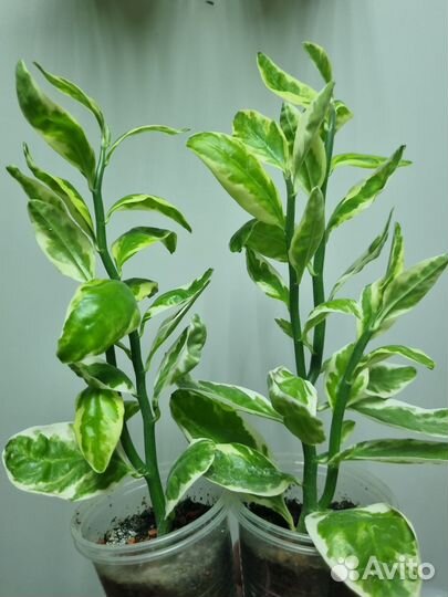 Фикус Белиз, Педилантус