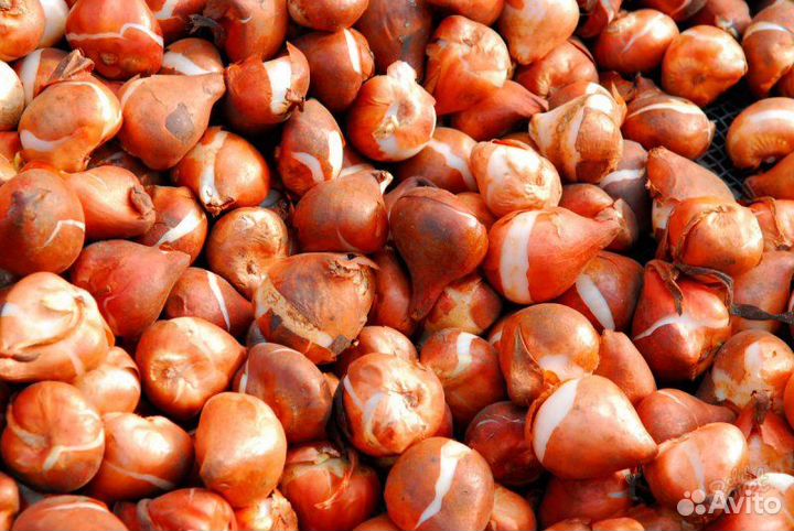 Луковицы тюльпанов power play оптом