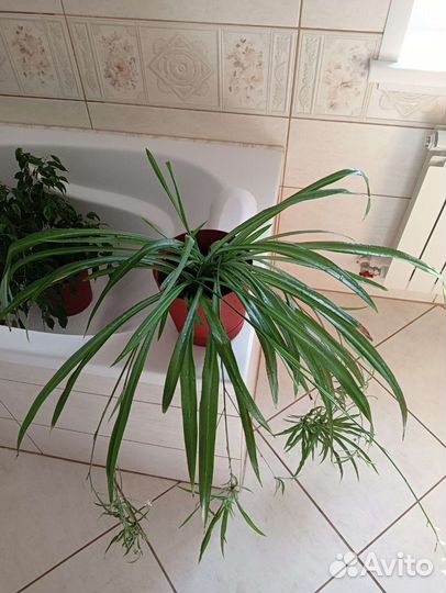 Хлорофитум