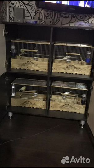 Кенар и канарейки (овсяночного напева)